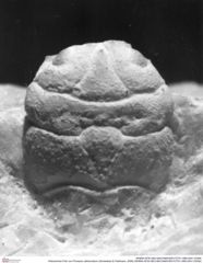 Historisches Foto von Prosopon abbreviatum (Schweitzer & Feldmann, 2009) (NHMW-AFW-GEO-BACHMAYER-FOTO-1990-0041-0345b)